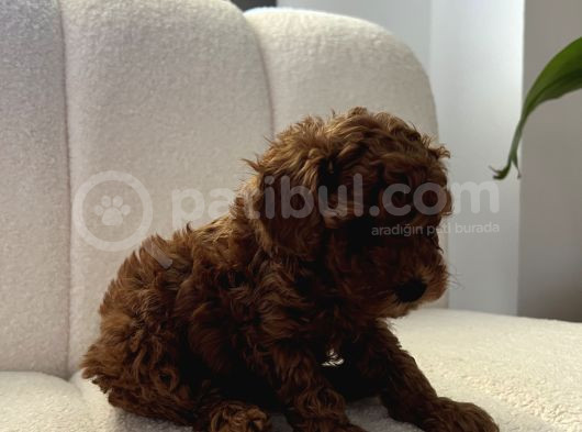 Erkek Küçük Koyu Kahve Toy Poodle 50 Günlük görsel