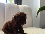 Erkek Küçük Koyu Kahve Toy Poodle 50 Günlük