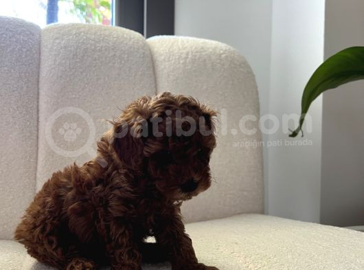 Erkek Küçük Koyu Kahve Toy Poodle 50 Günlük görsel