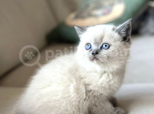 Safkan Blue Poi̇nt Yavrularimiz Yuvasini Ariyor görsel