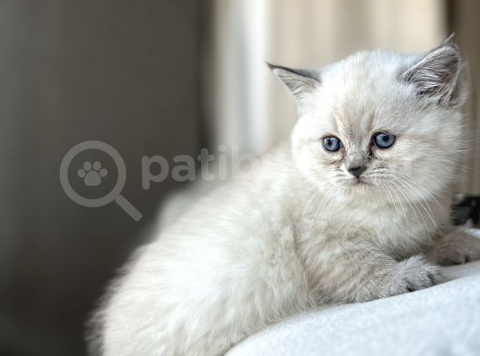 Safkan Blue Poi̇nt Yavrularimiz Yuvasini Ariyor görsel