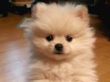 Resmi̇ İşletmeden Pomerri̇an Boo Yavrularimiz