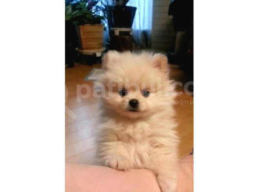 Resmi̇ İşletmeden Pomerri̇an Boo Yavrularimiz görsel