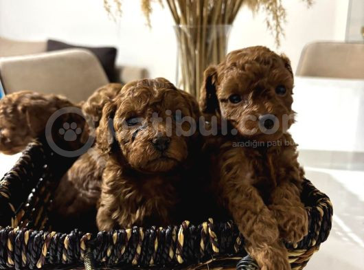 Tea Cub Red Brown Yavrular Yeni̇ Yuvasini Ariyor