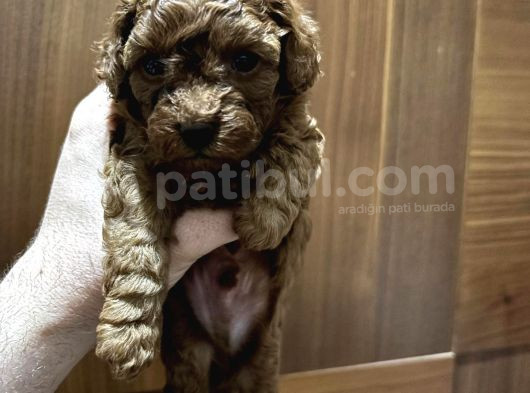 Tea Cub Red Brown Yavrular Yeni̇ Yuvasini Ariyor görsel