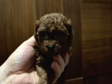 Tea Cub Red Brown Yavrular Yeni̇ Yuvasini Ariyor