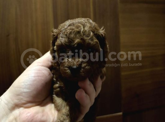Tea Cub Red Brown Yavrular Yeni̇ Yuvasini Ariyor görsel