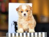 Poodle kalitesinde F2 Maltipoo bebekler