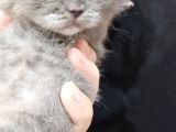 Orjinal Blupoint-British Shorthair Yavrular