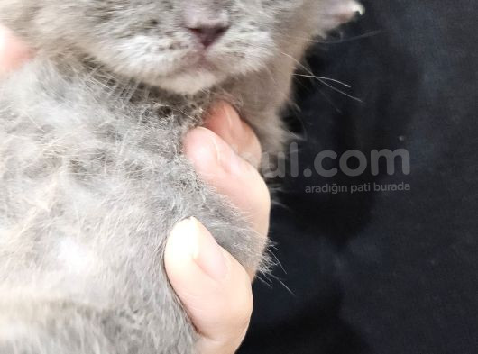 Orjinal Blupoint-British Shorthair Yavrular görsel