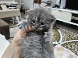 Orjinal Blupoint-British Shorthair Yavrular