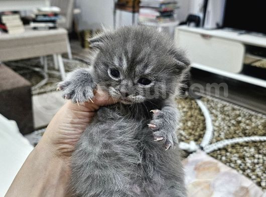 Orjinal Blupoint-British Shorthair Yavrular görsel