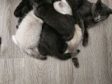 Orjinal Blupoint-British Shorthair Yavrular