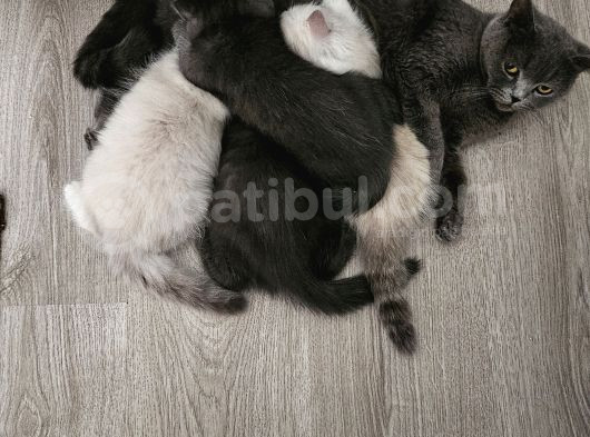 Orjinal Blupoint-British Shorthair Yavrular görsel