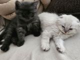 Orjinal Blupoint-British Shorthair Yavrular