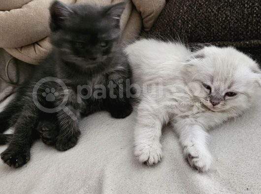 Orjinal Blupoint-British Shorthair Yavrular görsel