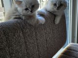Orjinal Blupoint-british shorthair yavrular