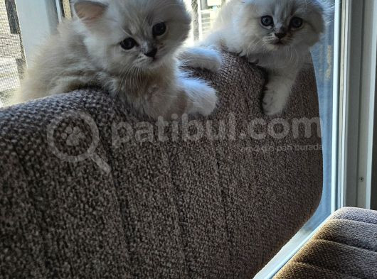 Orjinal Blupoint-British Shorthair Yavrular