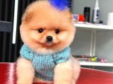 Teacup Ayı Surat Pomeranian Boo Yavrularımız