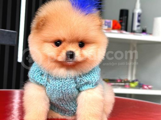 Teacup Ayı Surat Pomeranian Boo Yavrularımız görsel