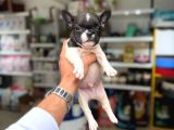 FRENCH BULLDOG YAVRULAR