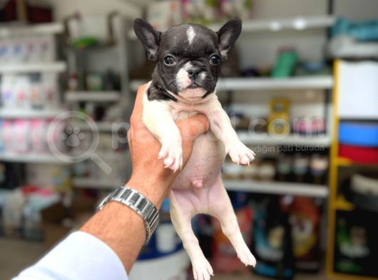 French Bulldog Yavrular