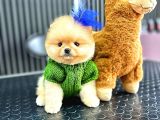 Teacup Ayı Surat Pomeranian Boo Yavrularımız