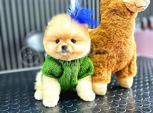Teacup Ayı Surat Pomeranian Boo Yavrularımız