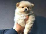 Pomerian Boo Bebişler