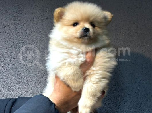 Pomerian Boo Bebişler görsel