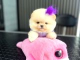 Teacup Ayı Surat Pomeranian Boo Yavrularımız