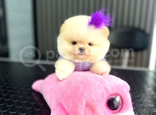Teacup Ayı Surat Pomeranian Boo Yavrularımız görsel