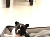 French Bulldog Yavrular