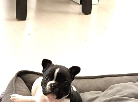 French Bulldog Yavrular görsel