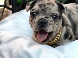 French Bulldog Yavrular