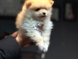Pomerian Boo Bebişler