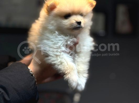 Pomerian Boo Bebişler görsel