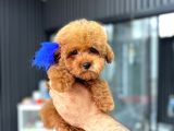 POODLE YAVRULARIMIZ HAZIR