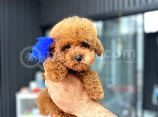 Poodle Yavrularimiz Hazir