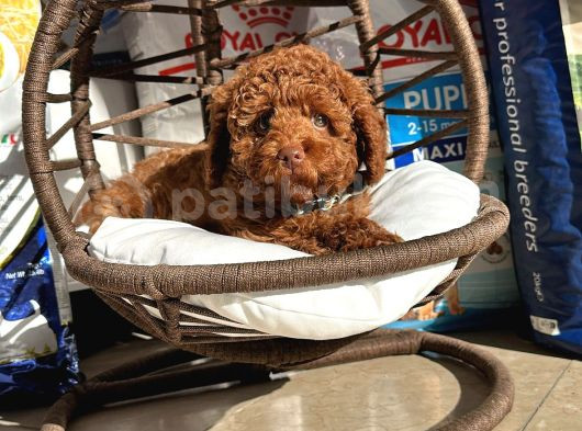 A Kali̇te Poodle Yavrularimiz görsel