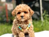 Poodle Ayarında Maltipo Yavrular