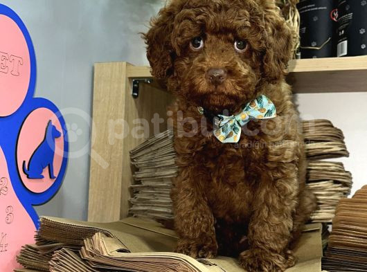 A Kali̇te Poodle Yavrularimiz görsel