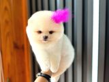 Teacup Ayı Surat Pomeranian Boo Yavrularımız