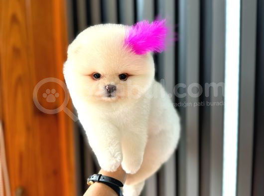 Teacup Ayı Surat Pomeranian Boo Yavrularımız görsel