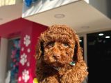A Kali̇te Poodle Yavrularimiz