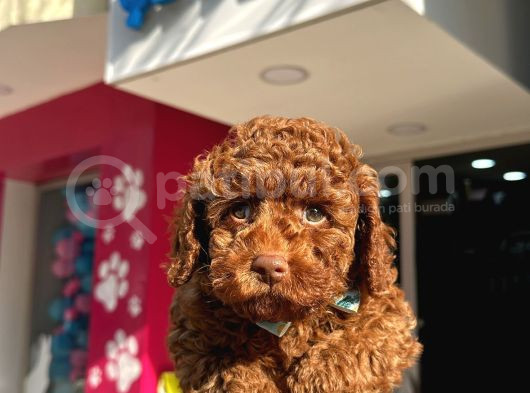 A Kali̇te Poodle Yavrularimiz görsel