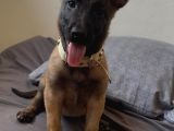 Belçika Malinois Zeka Küpü Yavrular