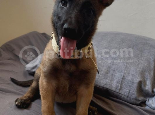 Belçika Malinois Zeka Küpü Yavrular görsel