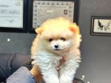 Pomerian Boo Bebişler