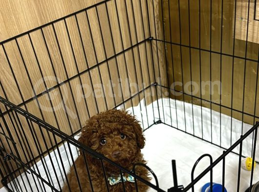 A Kali̇te Poodle Yavrularimiz görsel